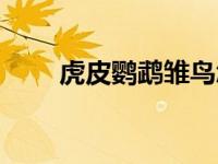 虎皮鹦鹉雏鸟怎么养（雏鸟怎么养）