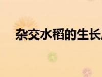 杂交水稻的生长周期（水稻的生长周期）