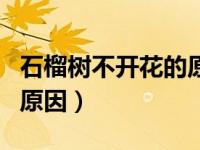 石榴树不开花的原因有哪些（石榴树不开花的原因）