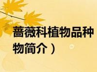蔷薇科植物品种（甜美女孩-蔷薇科蔷薇属植物简介）