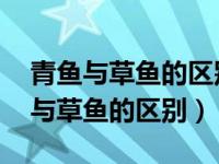 青鱼与草鱼的区别 想要图片对比区别（青鱼与草鱼的区别）
