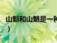 山魁和山魈是一种动物吗（山魁和山魈的区别）