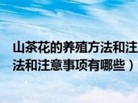 山茶花的养殖方法和注意事项有哪些视频（山茶花的养殖方法和注意事项有哪些）