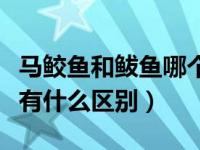 马鲛鱼和鲅鱼哪个营养价值高（马鲛鱼和鲅鱼有什么区别）