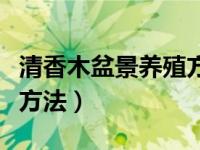 清香木盆景养殖方法和技术（清香木盆景养殖方法）