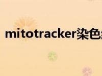 mitotracker染色结果分析（mitotracker）