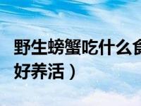 野生螃蟹吃什么食物好养活（螃蟹吃什么食物好养活）