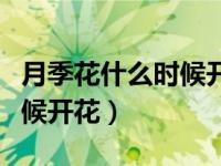 月季花什么时候开花几点开花（月季花什么时候开花）