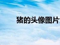 猪的头像图片大全大图（猪的头像）