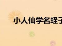 小人仙学名蛏子怎么读（小人仙学名）