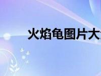 火焰龟图片大全大图（火焰龟图片）