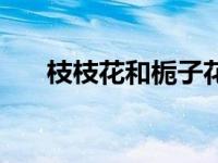枝枝花和栀子花是一种花吗（枝枝花）