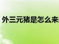 外三元猪是怎么来的（外三元猪是什么意思）