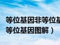 等位基因非等位基因图像释义（等位基因和非等位基因图解）