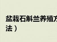 盆栽石斛兰养殖方法大全（盆栽石斛兰养殖方法）