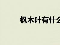 枫木叶有什么作用和功效（枫木）