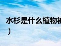 水杉是什么植物被子植物吗（水杉是什么植物）