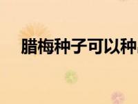 腊梅种子可以种出腊梅树吗（腊梅种子）