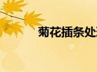 菊花插条处理要点（菊花插件）