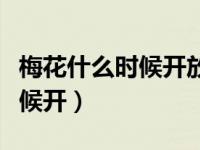 梅花什么时候开放什么季节开花（梅花什么时候开）