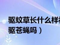 驱蚊草长什么样视频（驱蚊草是逐蝇梅吗 能驱苍蝇吗）