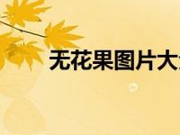 无花果图片大全欣赏（无花果图片）