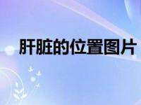 肝脏的位置图片 位置图（肝脏的位置图）