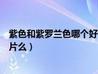 紫色和紫罗兰色哪个好看（紫罗兰色和紫色有什么区别有图片么）