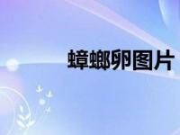 蟑螂卵图片 空瘪（蟑螂卵图片）
