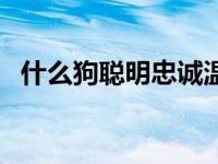 什么狗聪明忠诚温顺（什么狗最聪明忠诚）