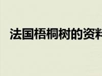 法国梧桐树的资料卡（法国梧桐树的资料）