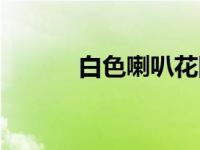 白色喇叭花图片（喇叭花图片）