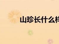 山珍长什么样怎么吃（山珍简介）