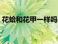 花蛤和花甲一样吗（花甲和花蛤有什么区别）