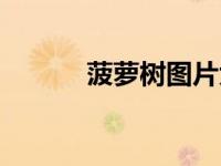 菠萝树图片大全大图（菠萝树）