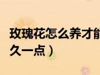 玫瑰花怎么养才能养得久一些（玫瑰花怎么养久一点）