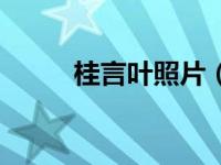 桂言叶照片（桂言叶黄毛完整版）