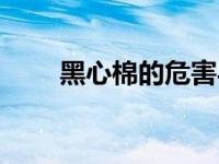 黑心棉的危害与识别（黑心棉简介）