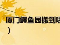 厦门鳄鱼园搬到哪去了（厦门南顺鳄鱼园简介）
