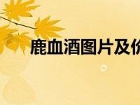 鹿血酒图片及价格多少（鹿血酒简介）