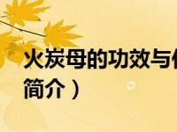 火炭母的功效与作用点用方法（火炭母-中药简介）
