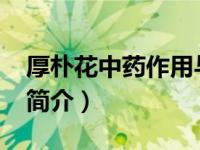 厚朴花中药作用与功效与作用（厚朴花-中药简介）