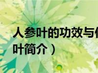 人参叶的功效与作用及禁忌有哪些呢?（人参叶简介）
