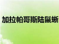 加拉帕哥斯陆鬣蜥（加拉帕戈斯陆鬣蜥简介）