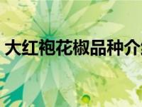 大红袍花椒品种介绍（大红袍花椒种植技术）