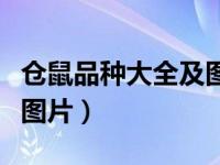 仓鼠品种大全及图片及价钱（仓鼠品种大全及图片）