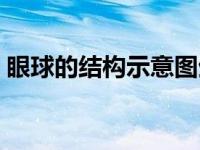 眼球的结构示意图生物（眼球的结构示意图）