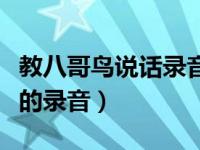 教八哥鸟说话录音教材你好（教八哥鸟说你好的录音）