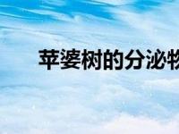 苹婆树的分泌物有什么功效（苹婆树）