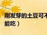 刚发芽的土豆可不可以吃（刚发芽的土豆能不能吃）
